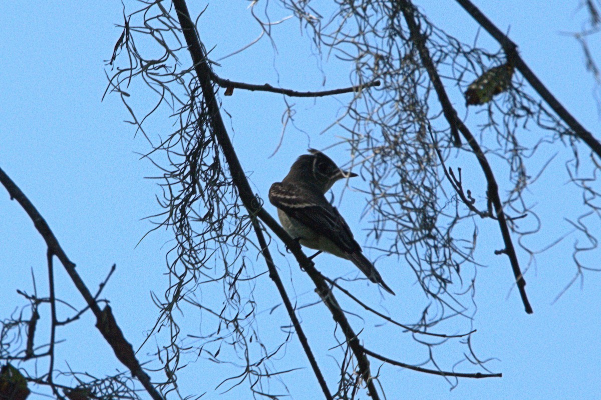 Eastern Wood-Pewee - ML36868551