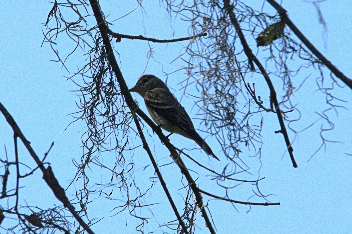 Eastern Wood-Pewee - ML36868571