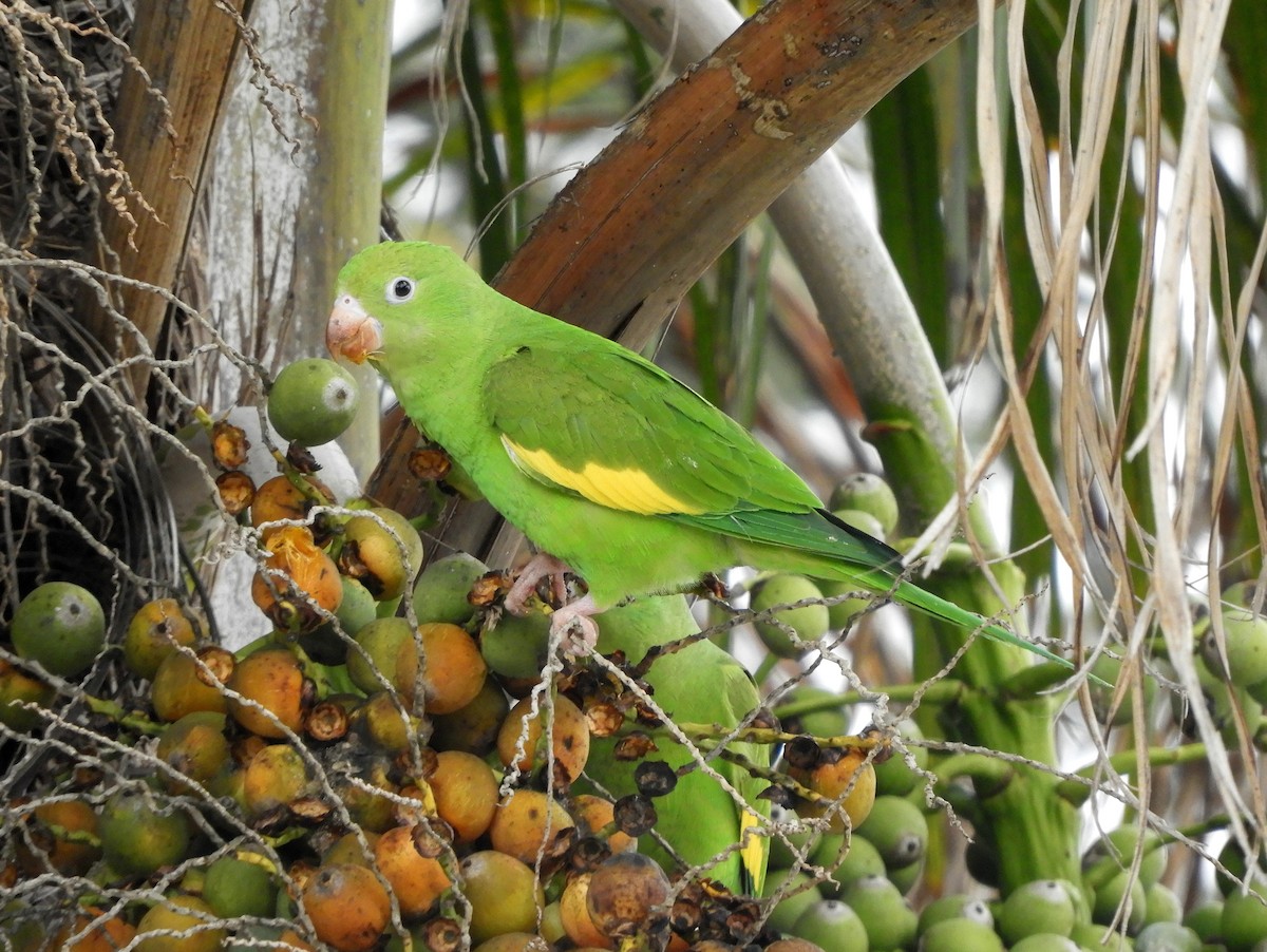 Yellow-chevroned Parakeet - ML368686651