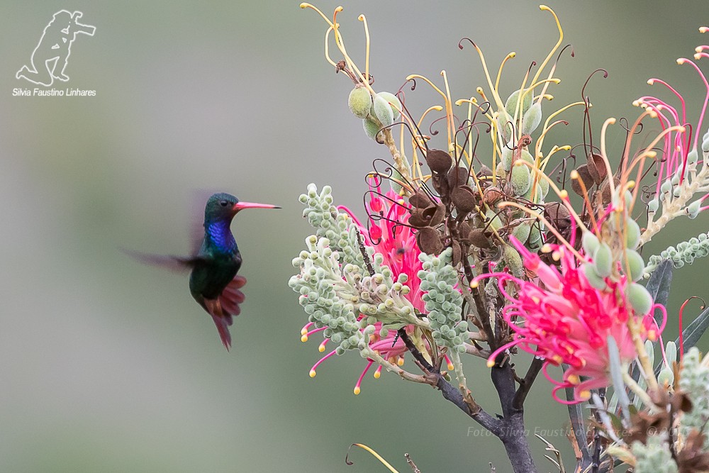 Rufous-throated Sapphire - Silvia Faustino Linhares