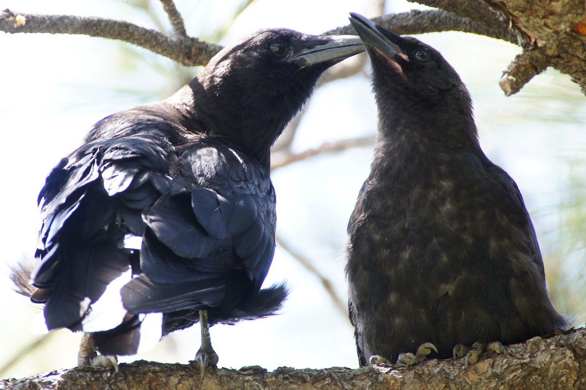 American Crow - ML368688921