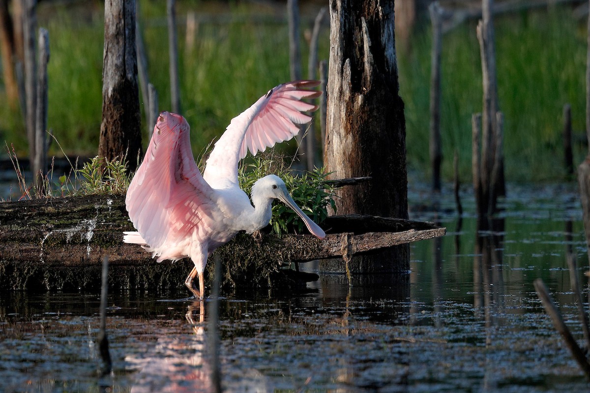 Roseate Spoonbill - Geoff Malosh