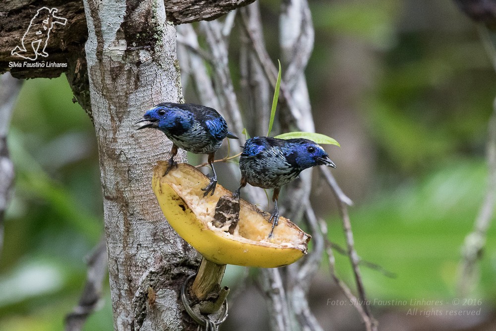 Opal Sokumlu Tangara (cyanomelas) - ML36869111