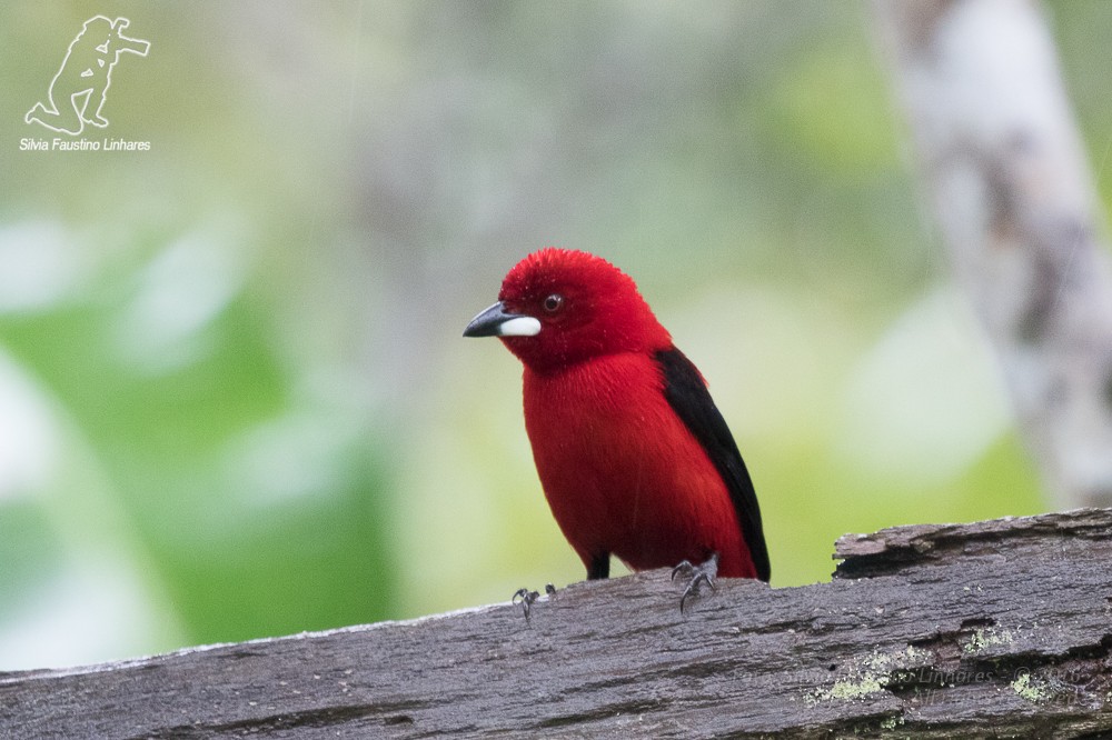 Brazilian Tanager - Silvia Faustino Linhares