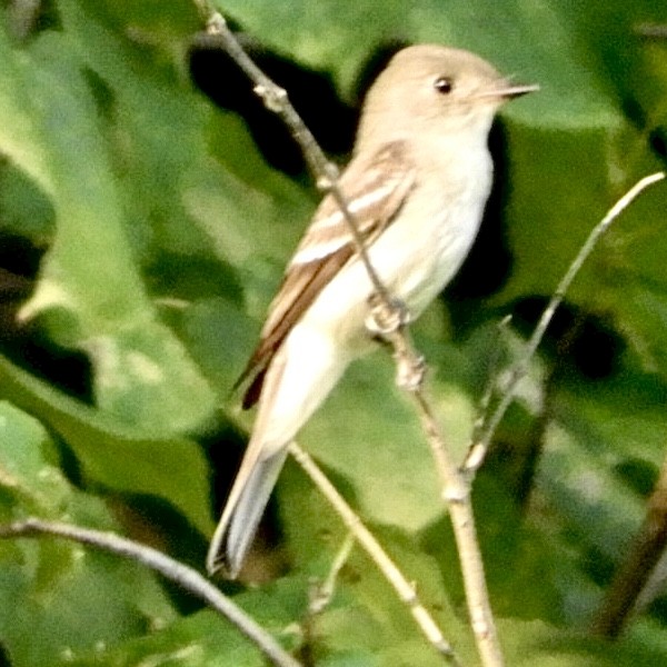 Willow Flycatcher - Lois Rockhill