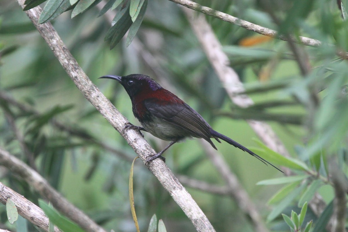 Black-throated Sunbird - County Lister Brendan