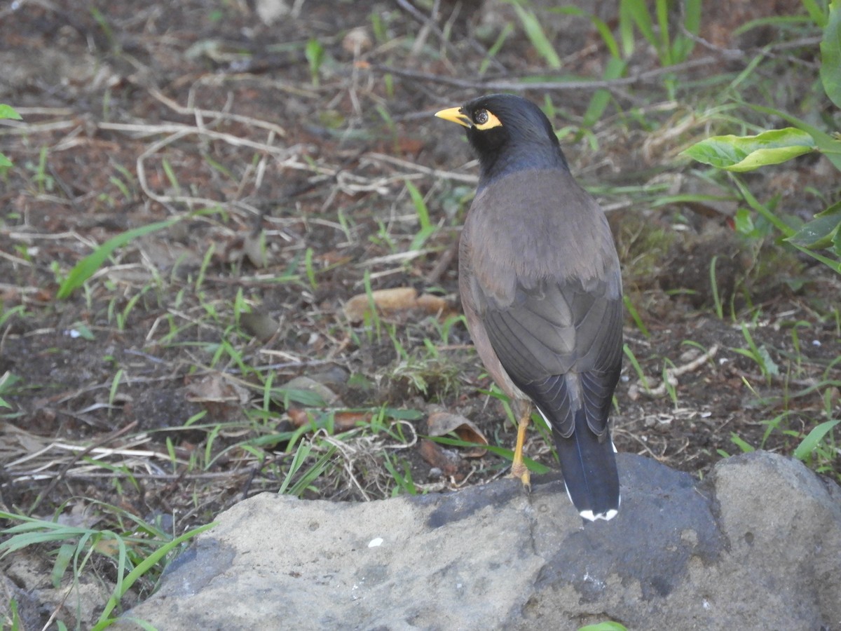 Common Myna - Charles Silveira