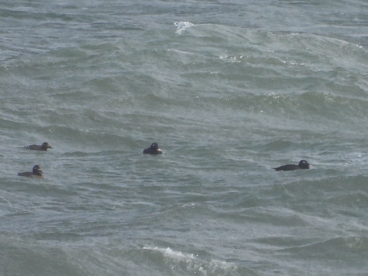 White-winged Scoter - ML368693861