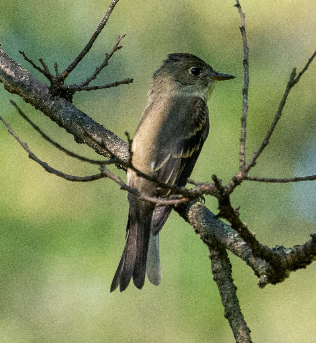 Eastern Wood-Pewee - ML368694491