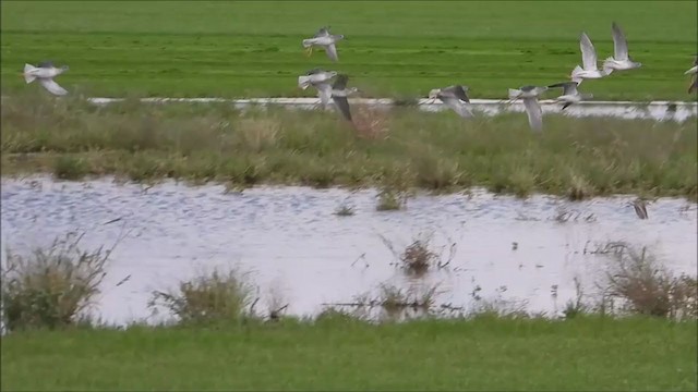 Lesser Yellowlegs - ML368694601