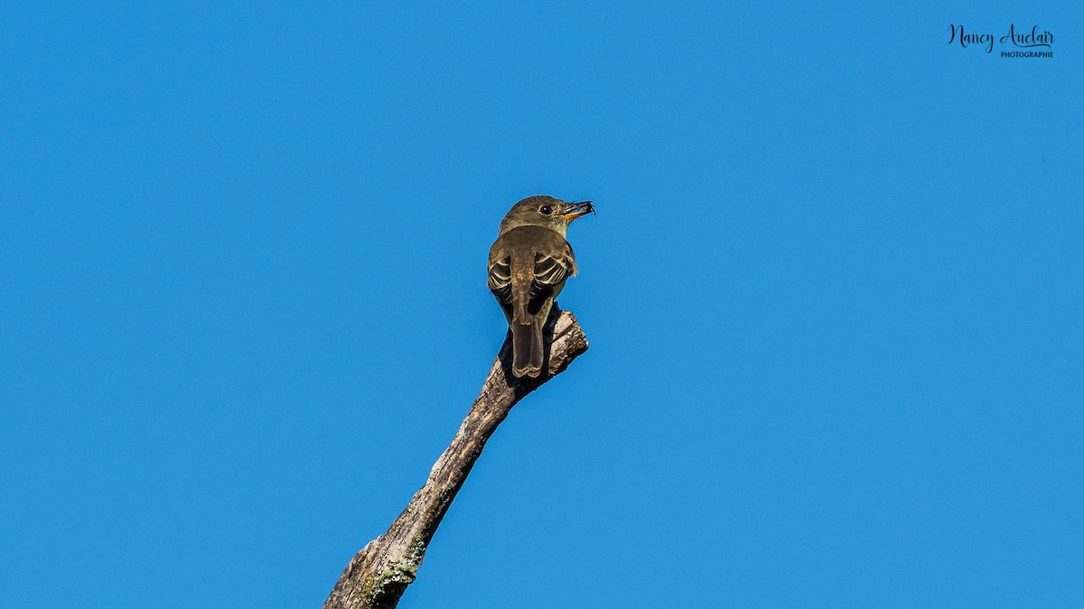 Eastern Wood-Pewee - ML368694671