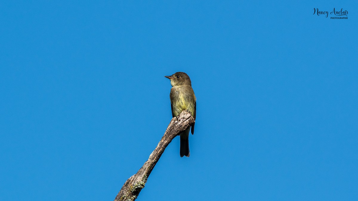 Eastern Wood-Pewee - ML368694681