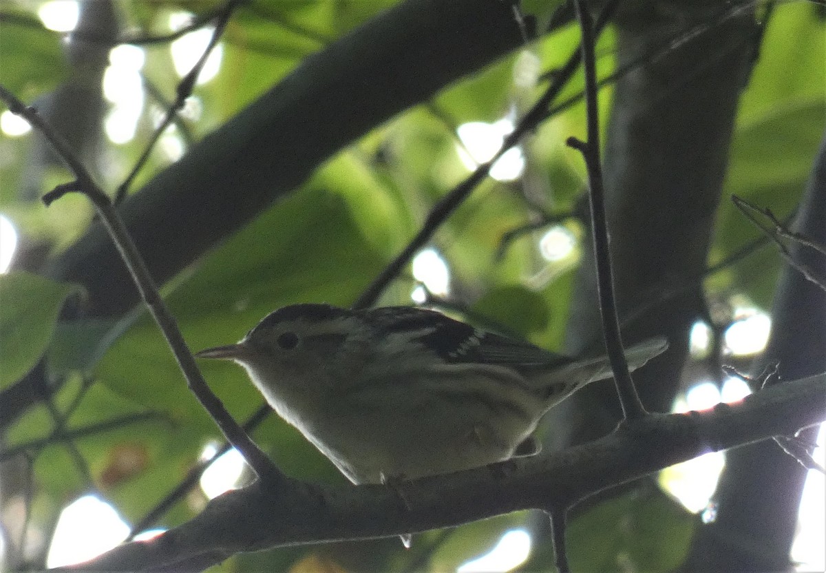Black-and-white Warbler - ML368694751
