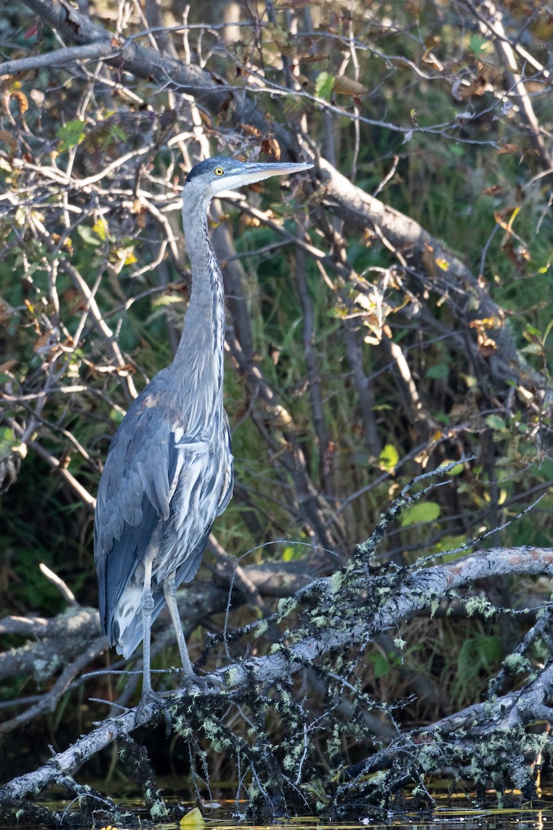 Great Blue Heron - ML368694791