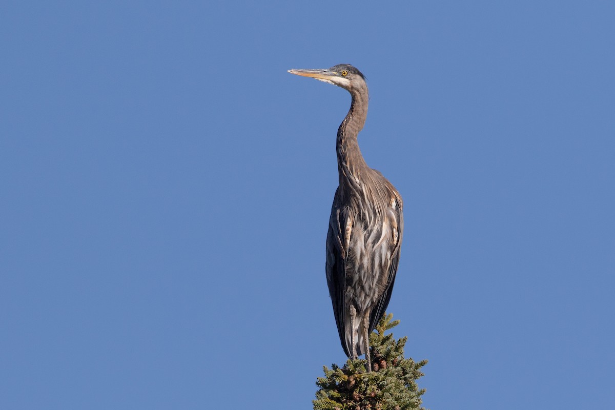 Great Blue Heron - ML368694831