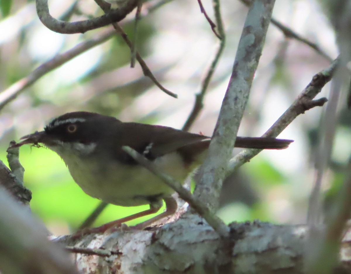 White-browed Scrubwren - ML368695281