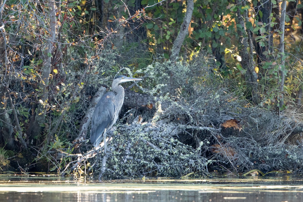 Great Blue Heron - ML368695291