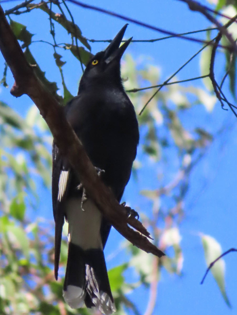 Pied Currawong - ML368695331