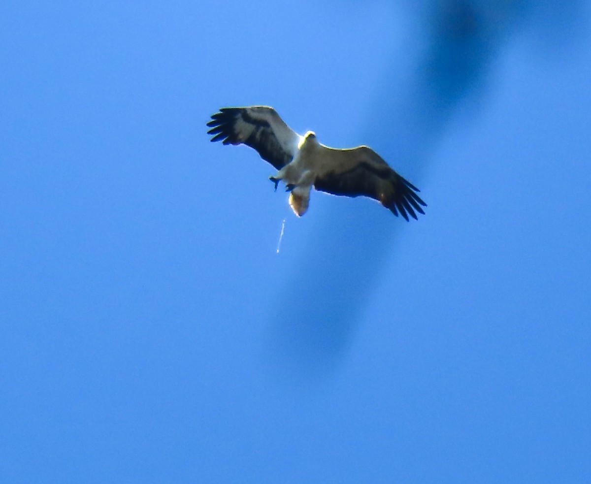 White-bellied Sea-Eagle - ML368695761