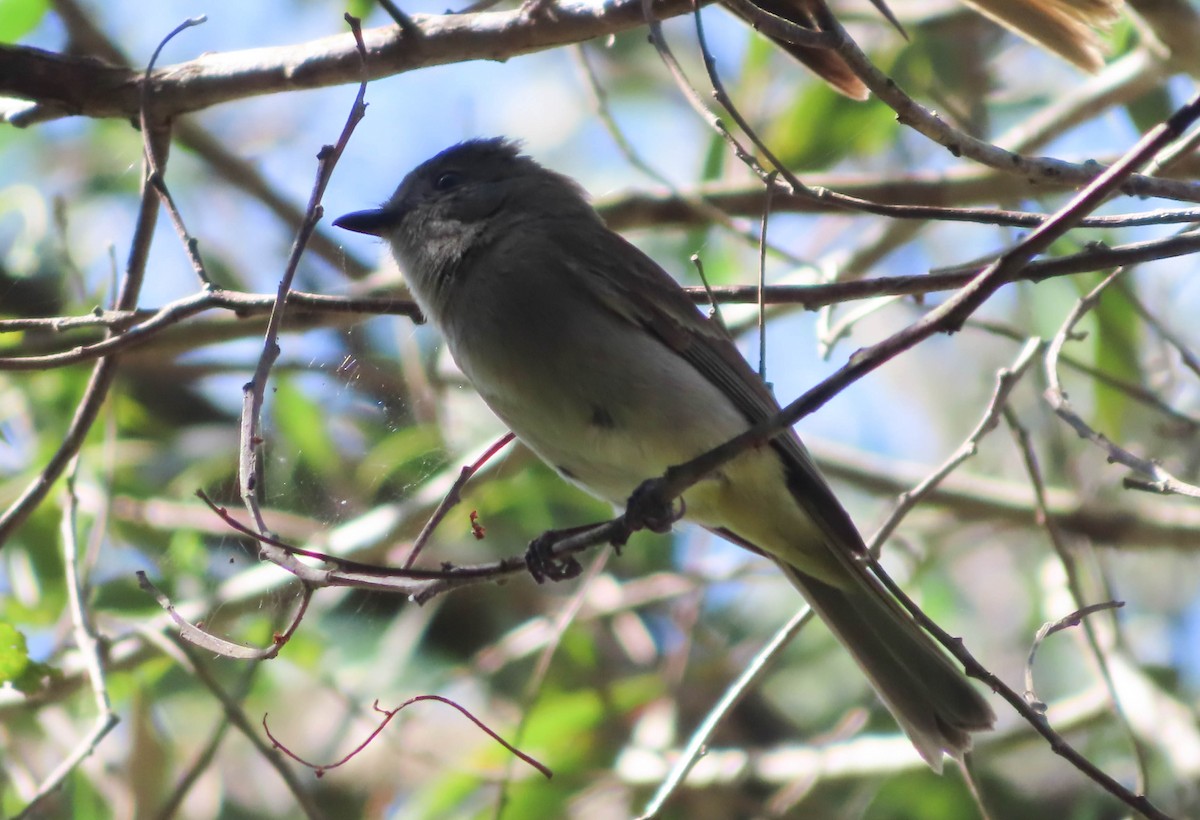 Golden Whistler - ML368695941