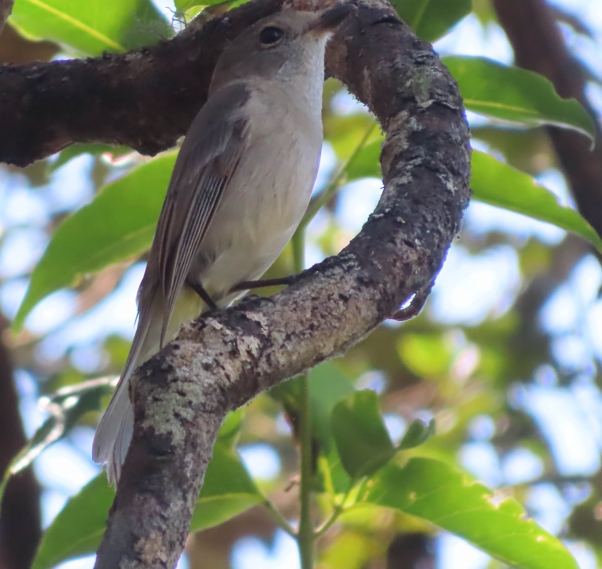 Golden Whistler - ML368695951