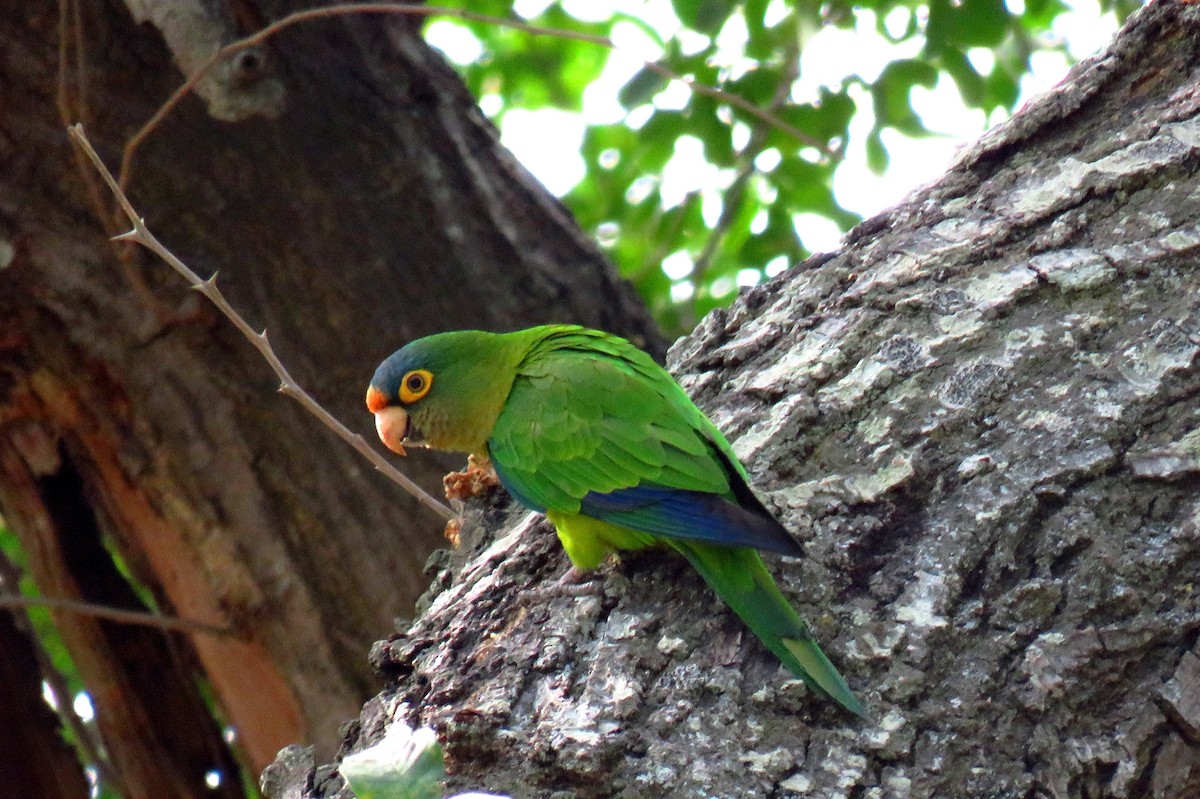 Orange-fronted Parakeet - luis casado