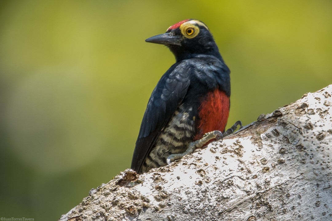 Yellow-tufted Woodpecker - ML368699941