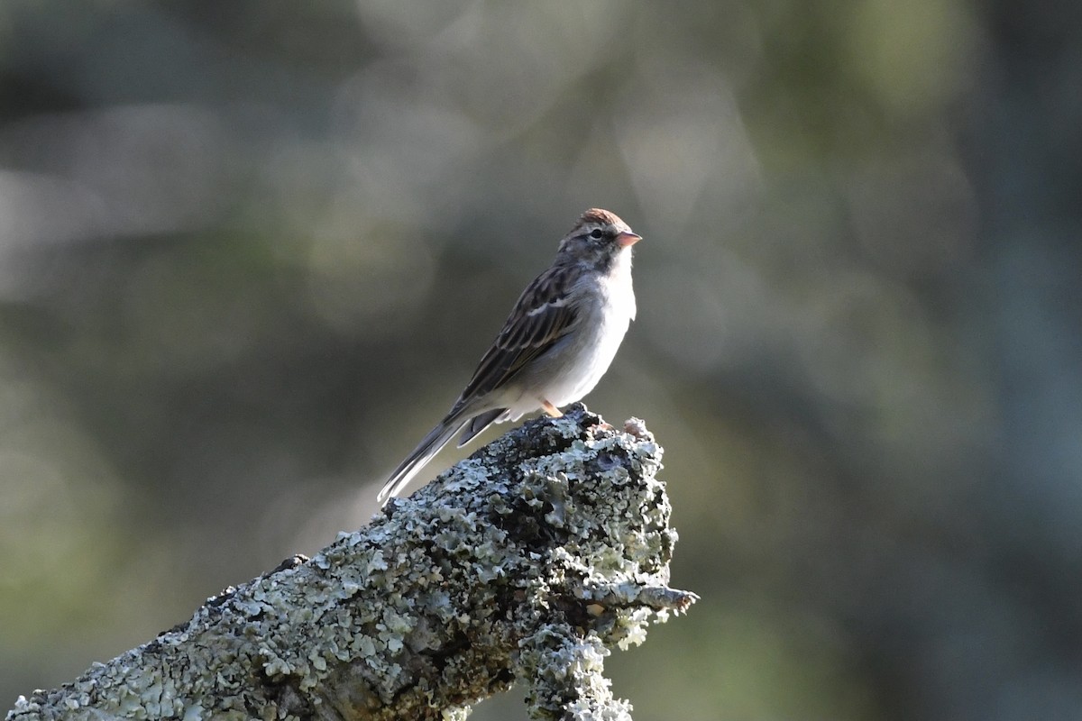 Chipping Sparrow - ML368699951