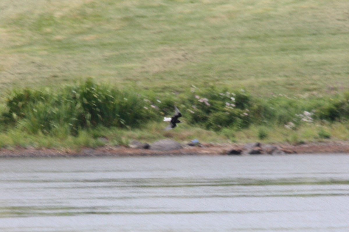 White-winged Tern - ML36870031