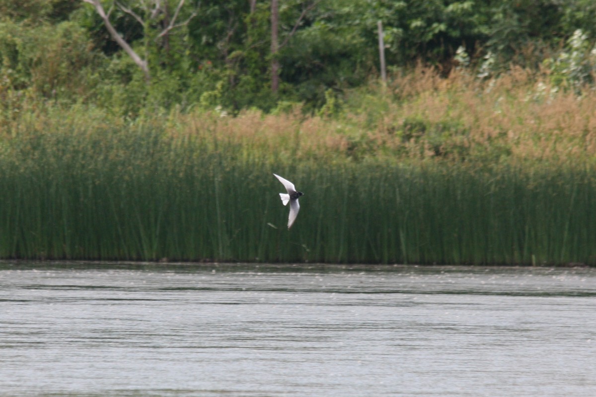 White-winged Tern - ML36870051