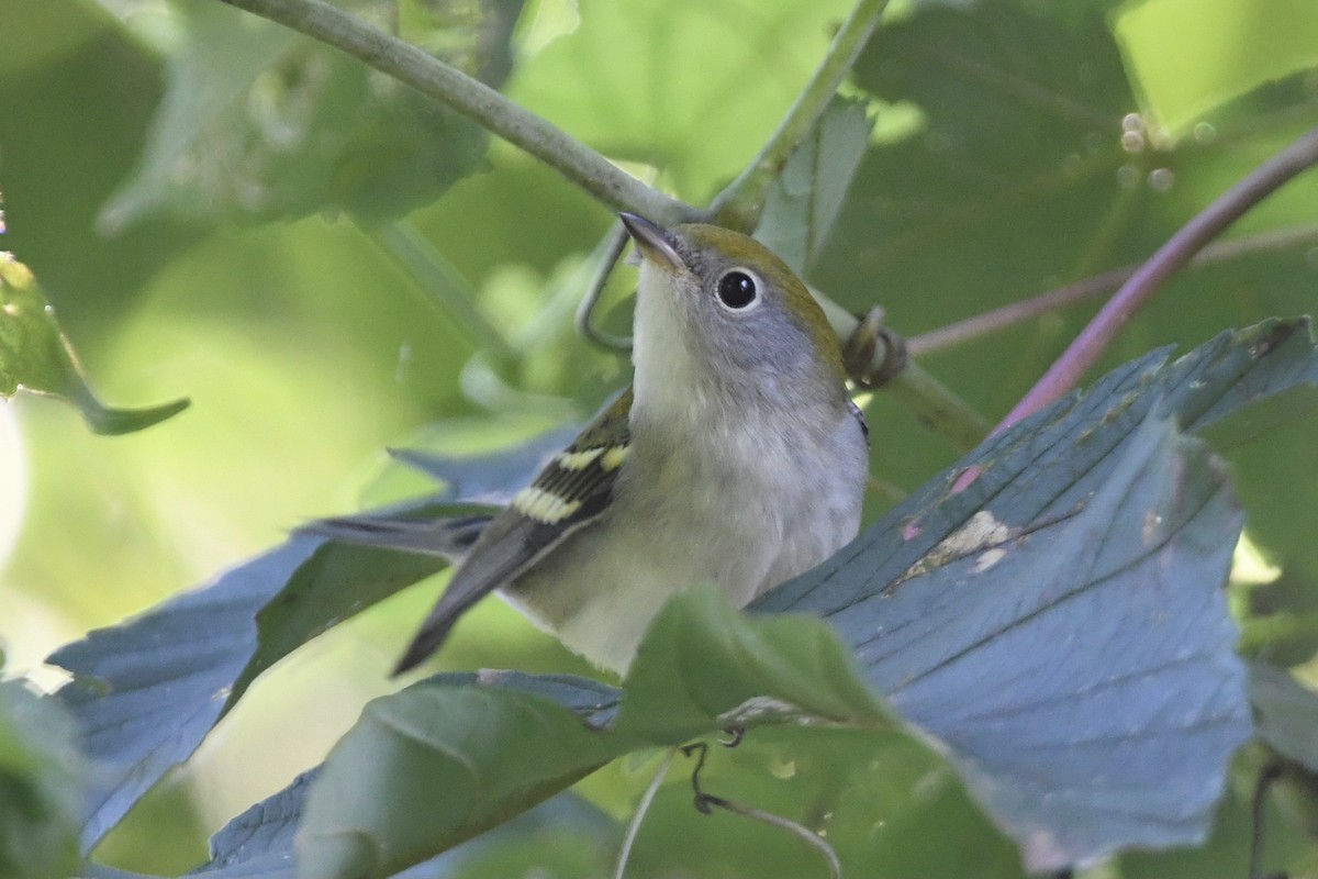 Chestnut-sided Warbler - ML368700541