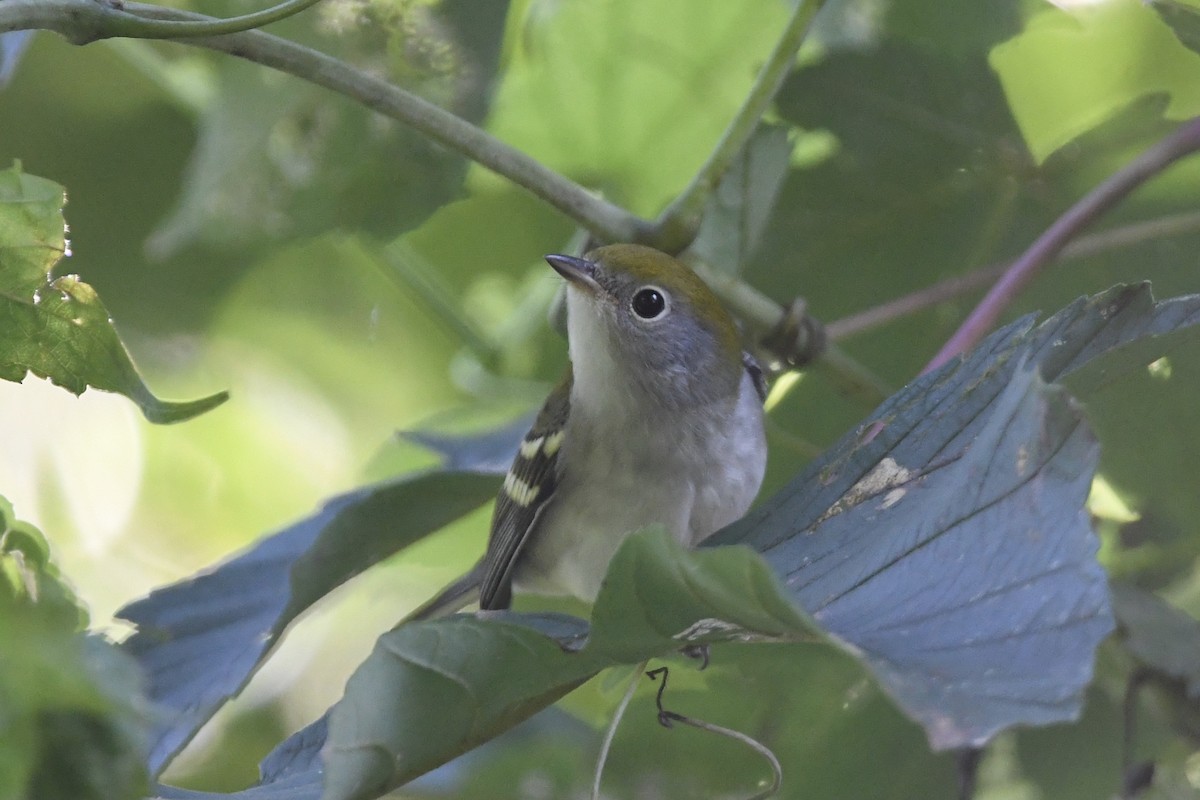 Chestnut-sided Warbler - ML368700551