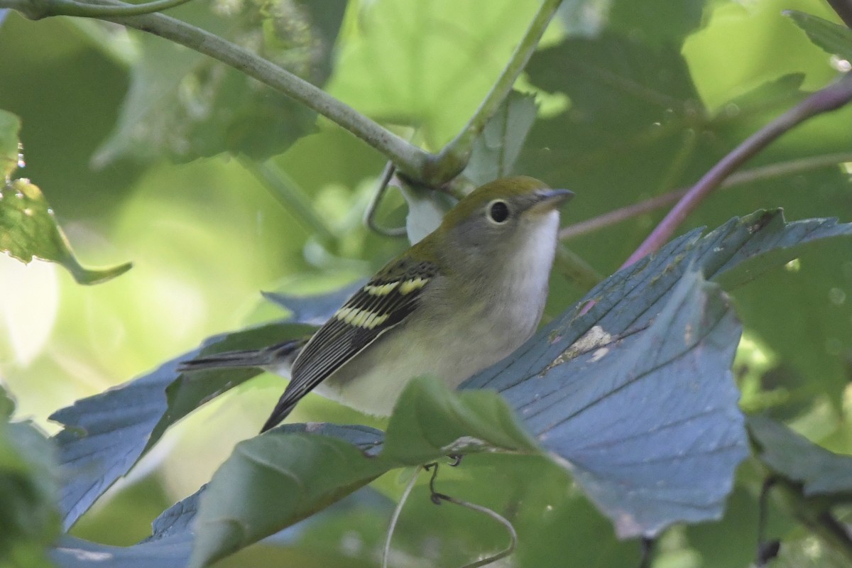 Chestnut-sided Warbler - ML368700571