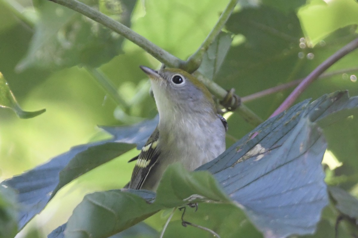 Chestnut-sided Warbler - ML368700591