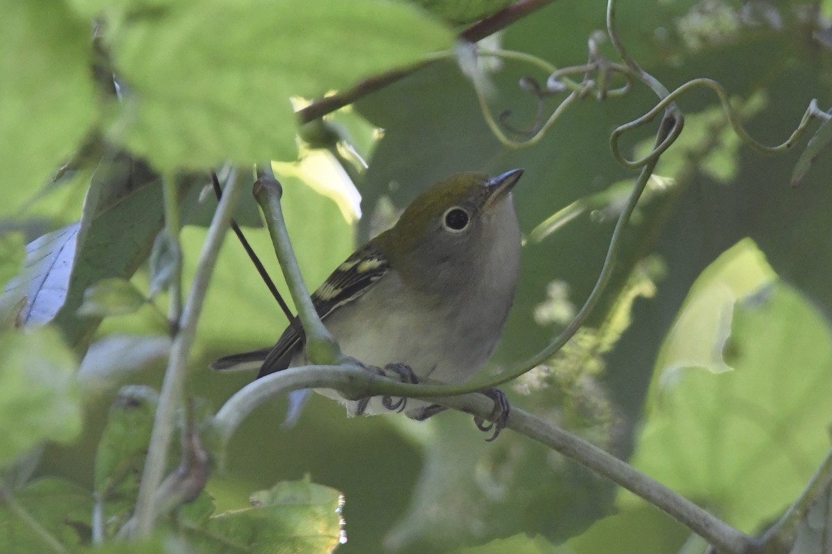 Chestnut-sided Warbler - ML368700601