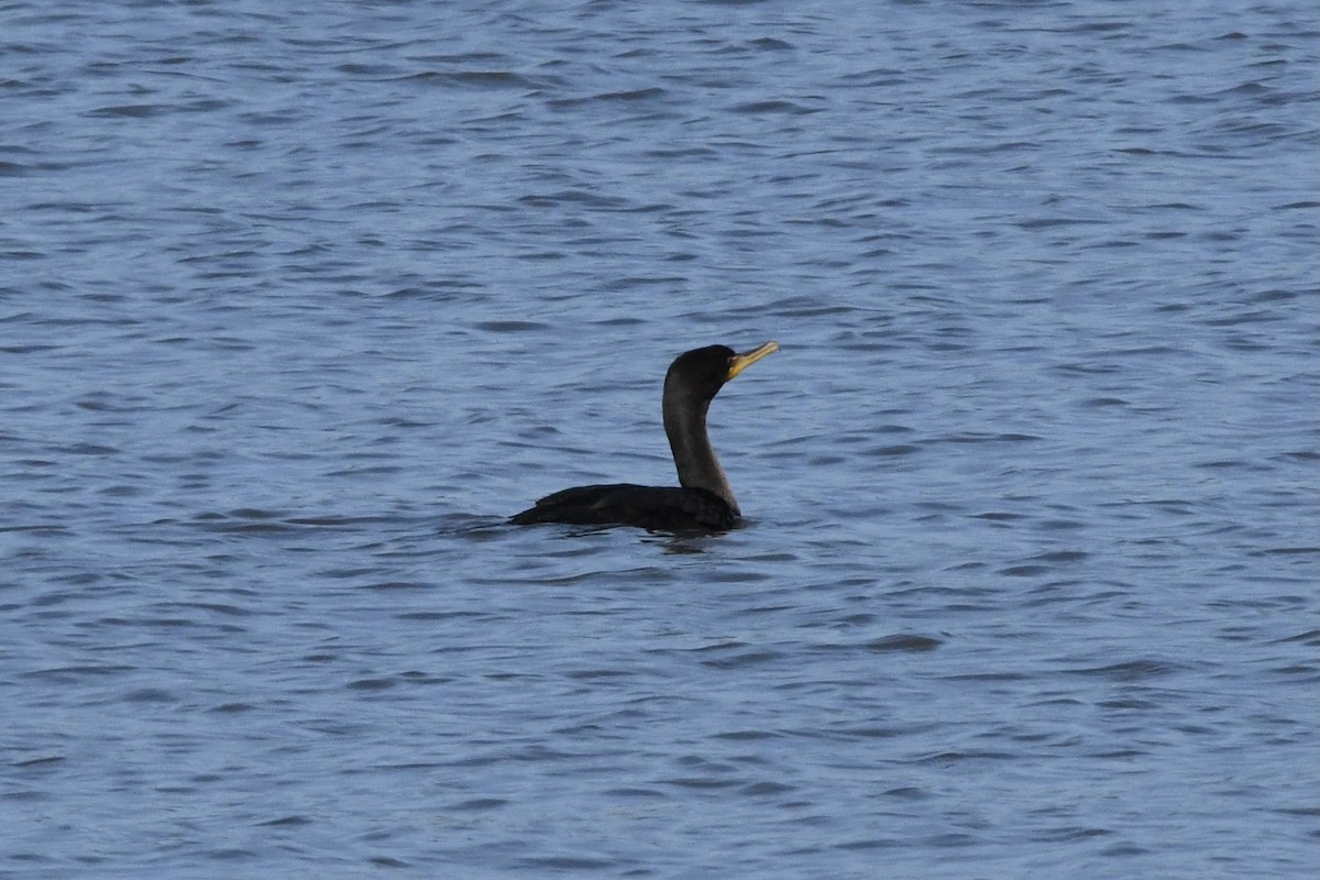 Double-crested Cormorant - ML368701061