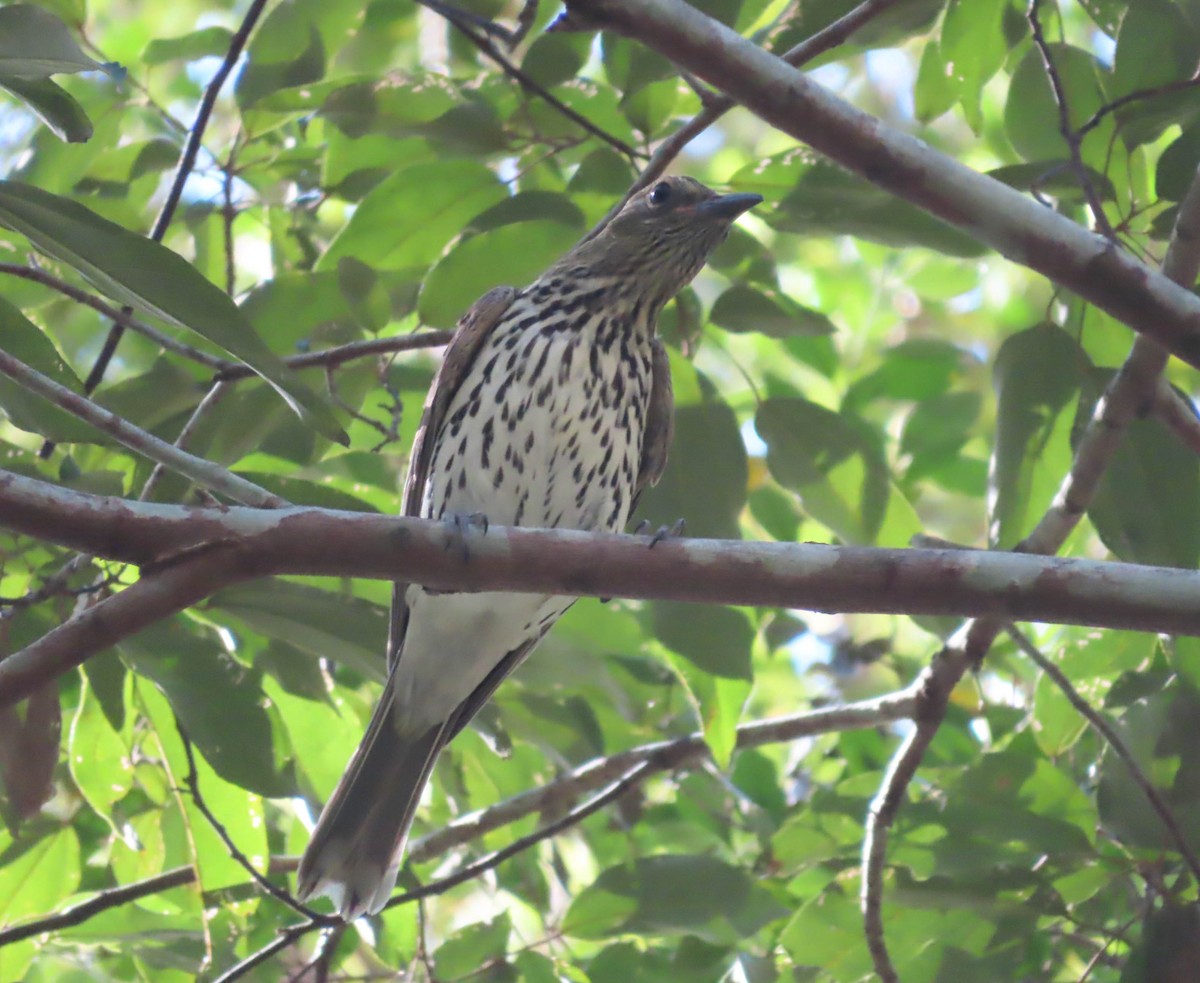 Olive-backed Oriole - ML368702701