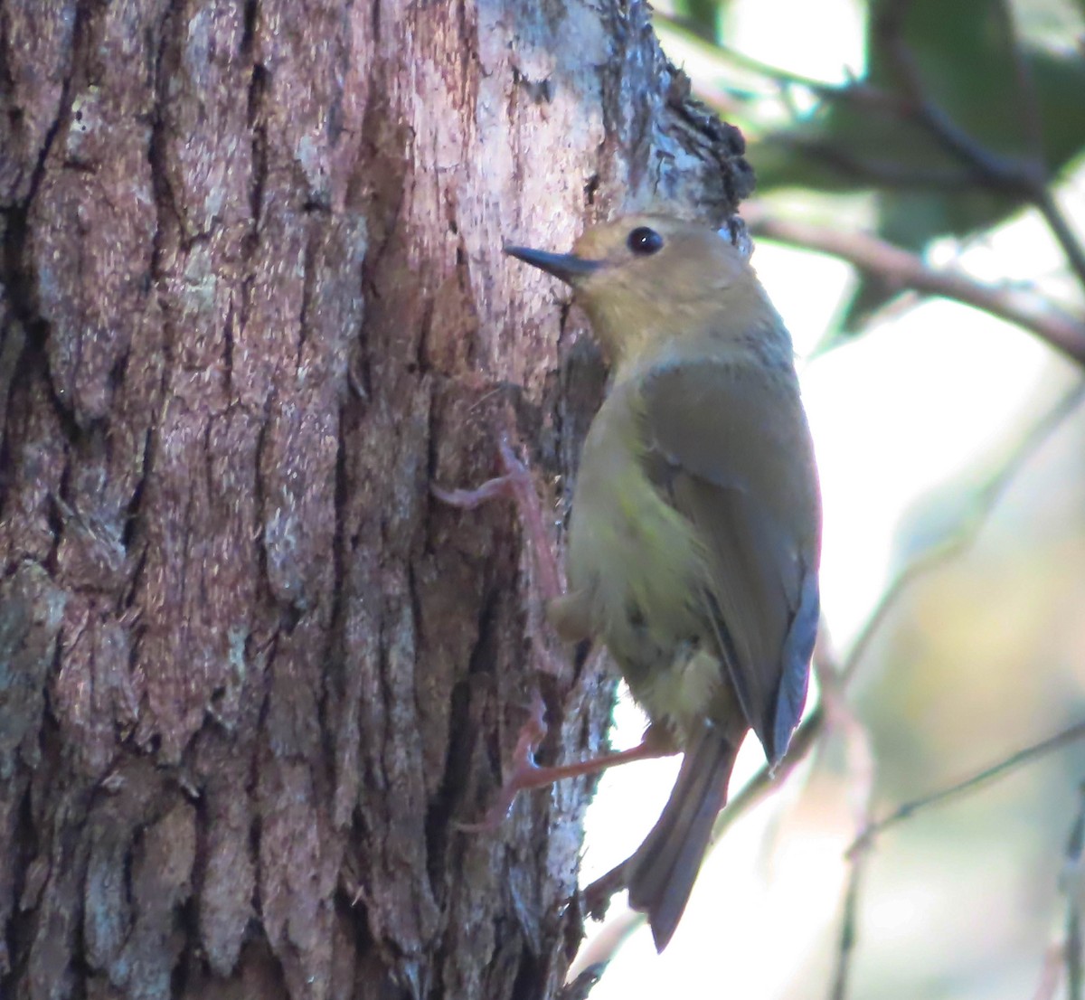 Large-billed Scrubwren - ML368702741