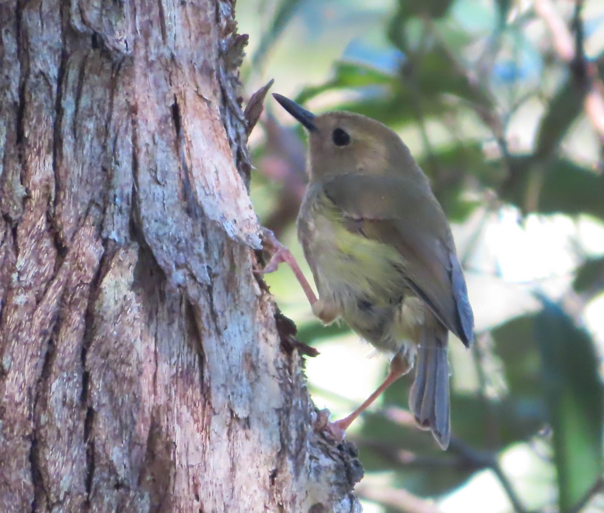 Large-billed Scrubwren - ML368702831
