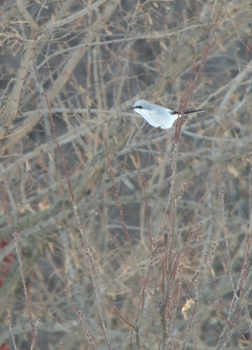 Northern Shrike - ML36870301