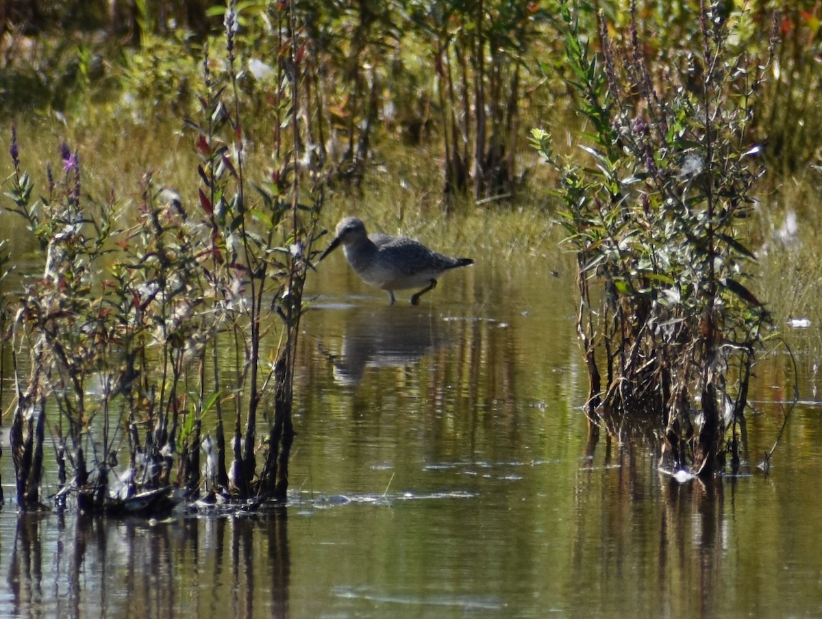 Büyük Kumkuşu - ML368703911