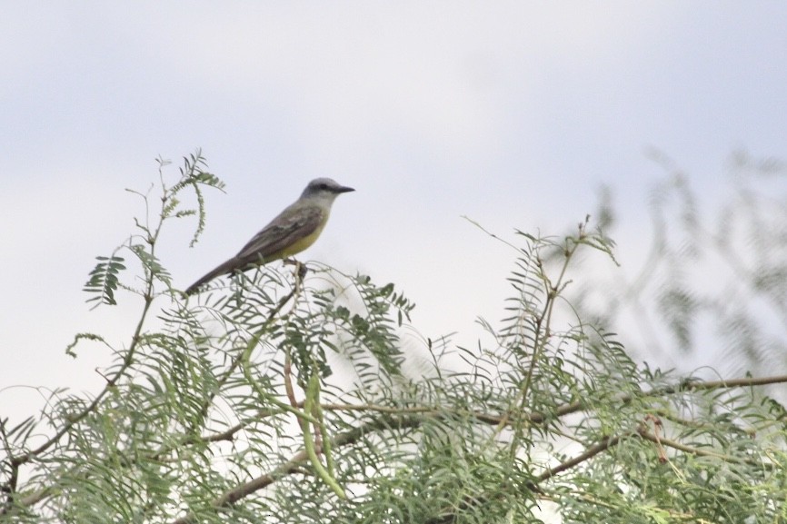 Tropical Kingbird - ML368704321