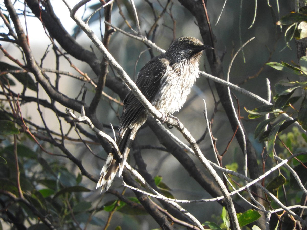 Little Wattlebird - ML368705211