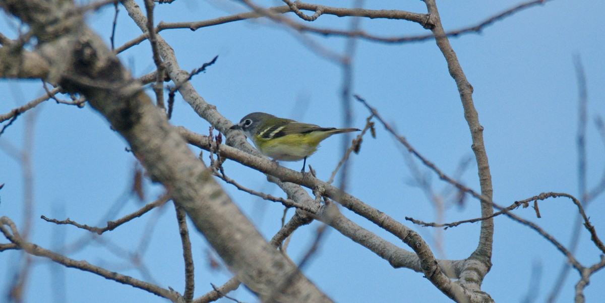 Blue-headed Vireo - Leslie Correia