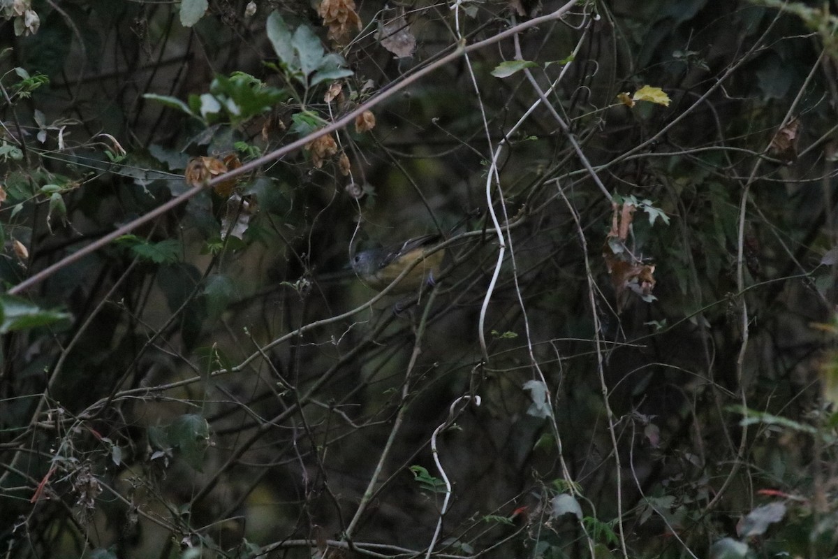 Variable Antshrike - Giles Daubeney