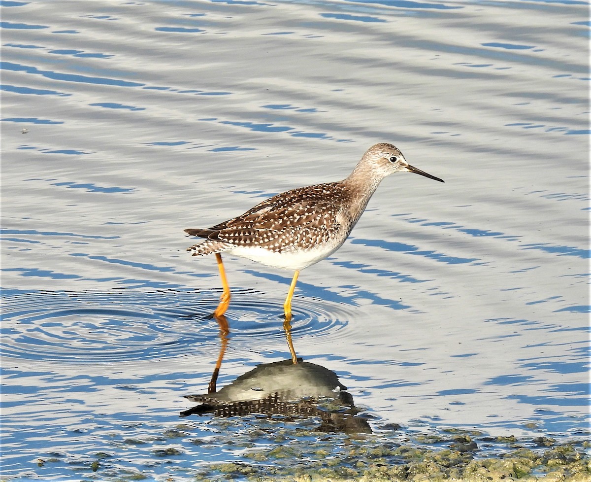 Lesser Yellowlegs - Jan Thom