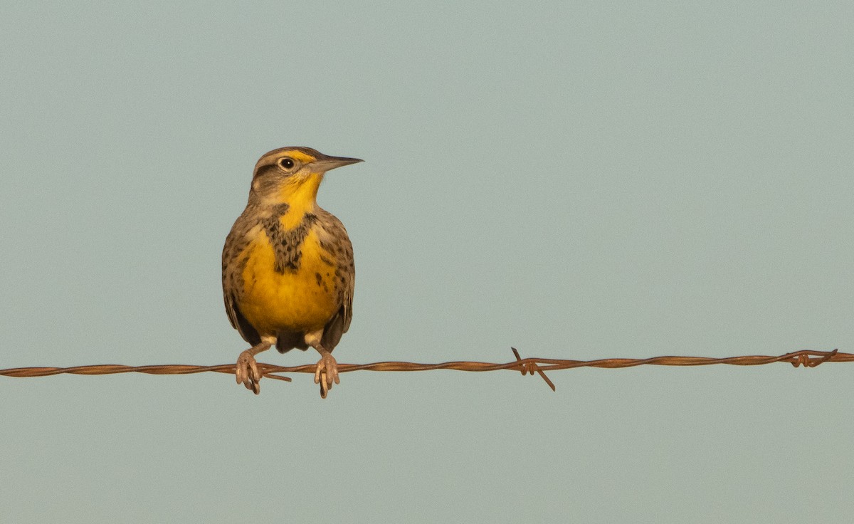 Western Meadowlark - ML368711181