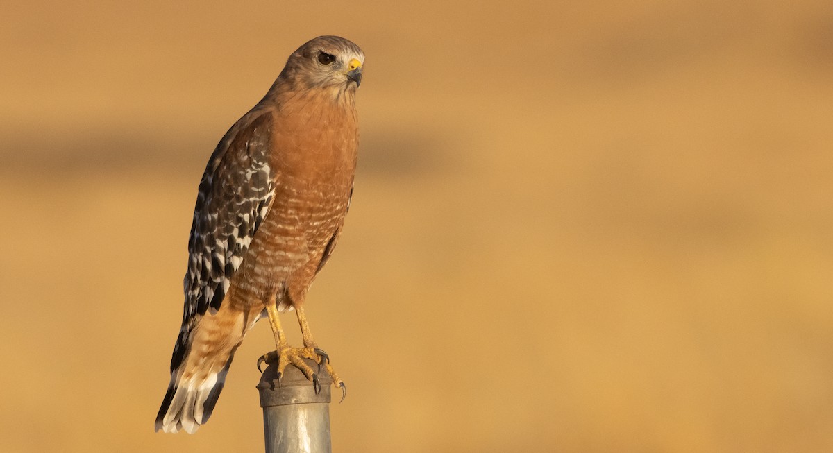 Rotschulterbussard - ML368711421