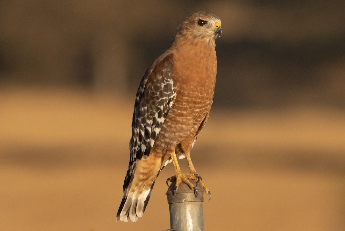 Red-shouldered Hawk - Liam Huber