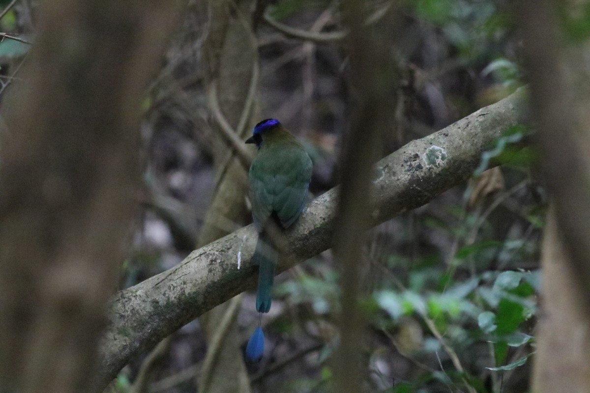 Amazonian Motmot - ML368711881